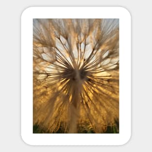 Dandelion Sticker